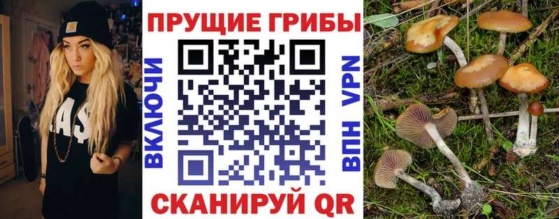 Галлюциногенные грибы мицелий  кракен как зайти  Трёхгорный 